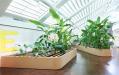 Botanism